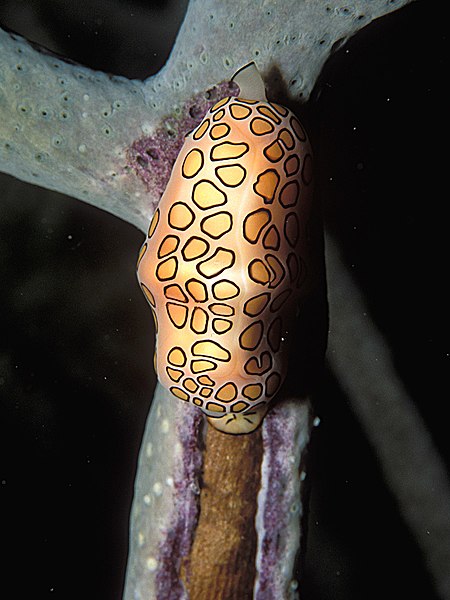 File:Cyphoma gibbosum (living) 2.jpg