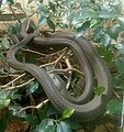 A black mamba climbing a branch at the London zoo