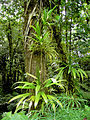 Image 2Rich rainforest habitat in Dominica (from Habitat)