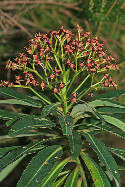 File:Euphorbia mellifera k1.jpg