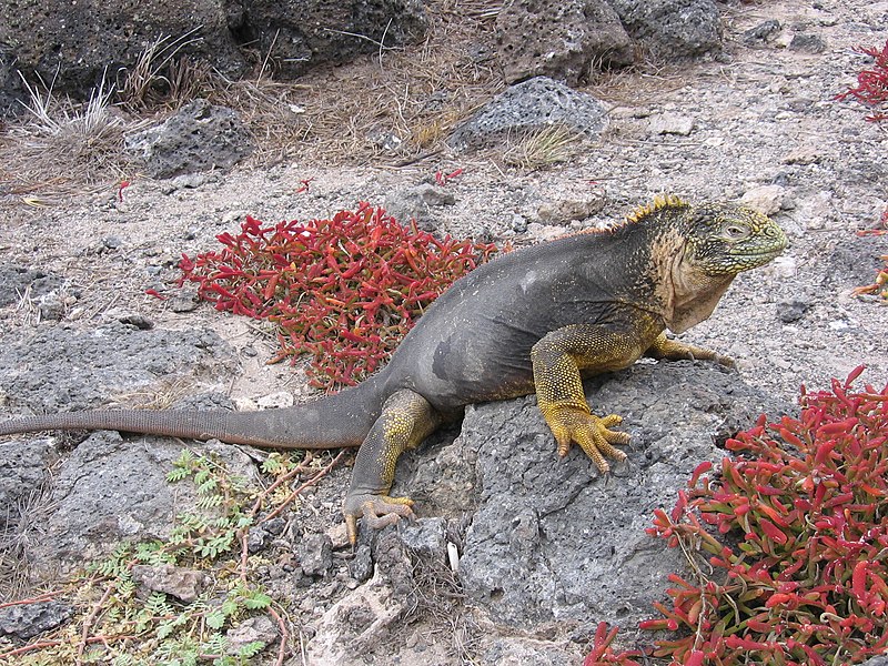 File:Galapagos iguana.jpg