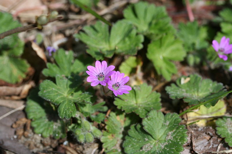 File:Geranium molle-01 (xndr).jpg