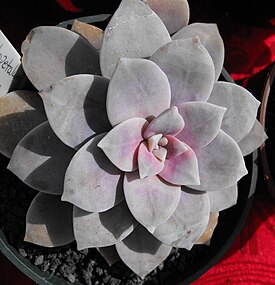 Пятнистолепестник пятитычинковый (Graptopetalum pentandrum)