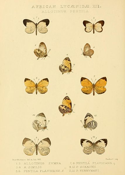 File:GroseSmithKirby1901RhopExotPlateL12.jpg