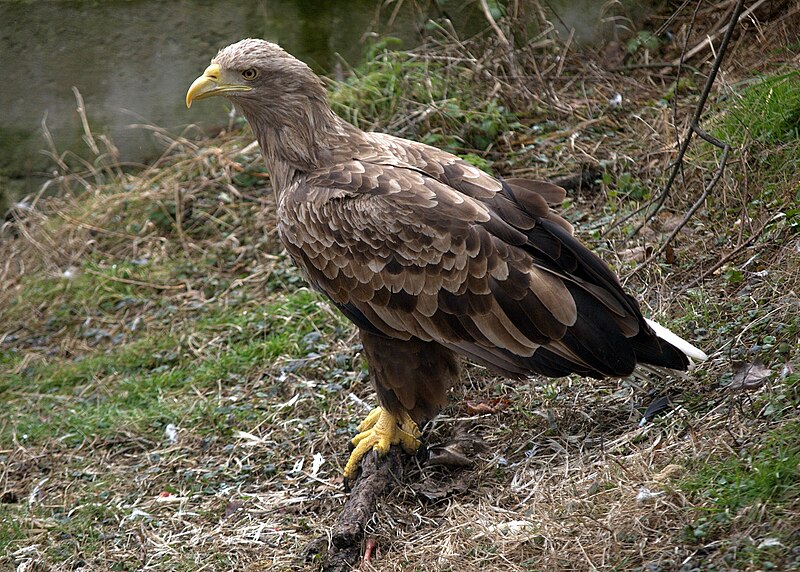 File:Haliaeetus albicilla -captive-8a.jpg