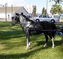 Harness pony.jpg