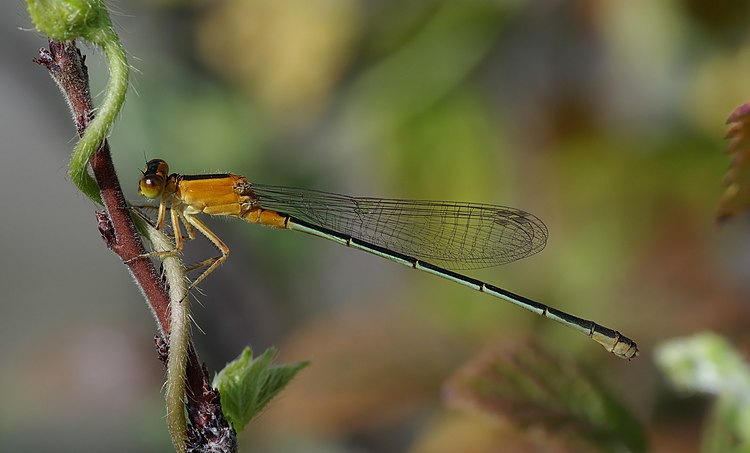 Стрекоза-стрелка Ischnura senegalensis