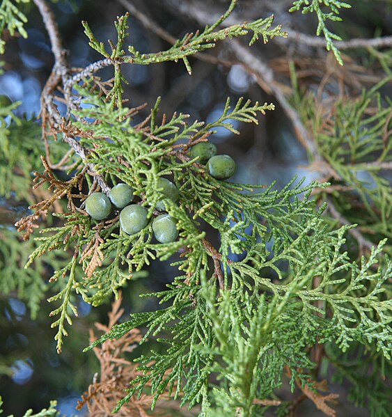 Файл:Juniperus polycarpos.jpg