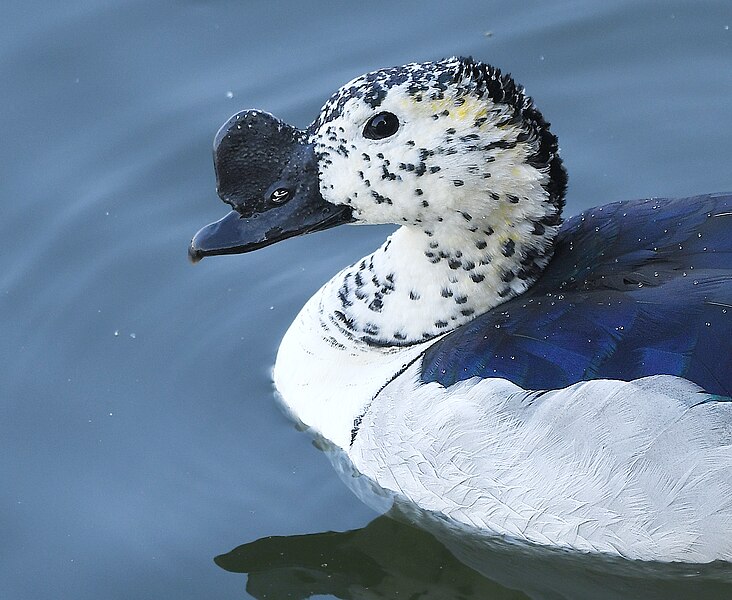 File:Knob-billed Duck Male AMSM8872.jpg