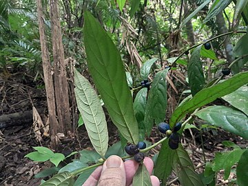 Foliage and fruit