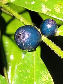 Fruit