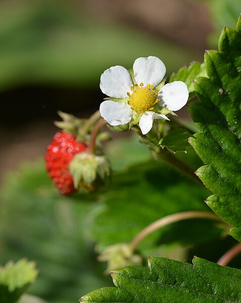 File:Metsmaasikas (Fragaria vesca).JPG