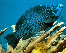 Midnight parrotfish.jpg