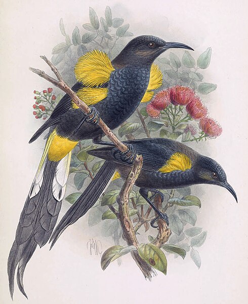 File:Moho nobilis-Keulemans.jpg