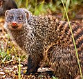 Banded mongoose, Mungos mungo