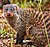 Banded mongoose