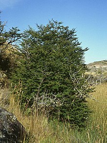 Nothofagus antarctica 2.jpg