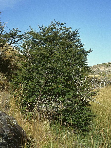 Archivo:Nothofagus antarctica 2.jpg