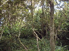 Bosques de olivillo