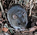 The marsh rice rat (O. palustris), a similar species to O. gorgasi