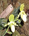 报春兜兰变种 Paphiopedilum primulinum var. purpurascens