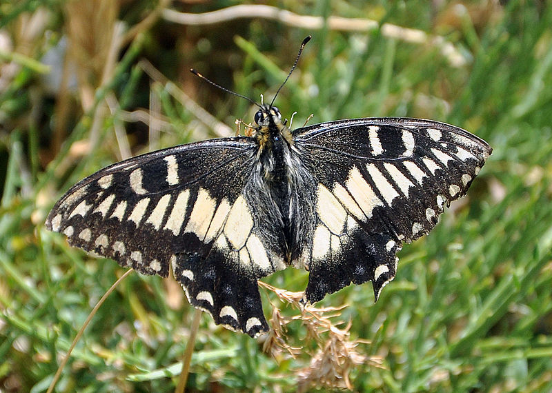 File:Papilio hospiton.jpg