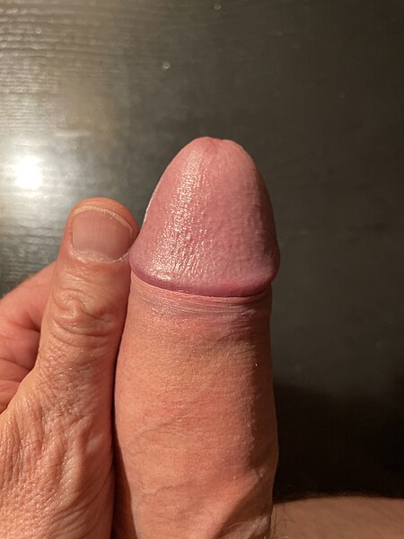 File:Penis size.jpg