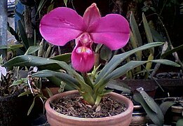 Orquídea Phragmipedium peruvianum