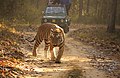 Kanha is most famous for its tigers