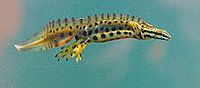 A swimming newt, with crest and bright colours