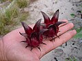 A popular roselle variety planted in Malaysia, aka variety Terengganu. Roselle fruits are harvested fresh, and their calyces are made into a drink rich in vitamin C and anthocyanins.