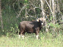 Wild Bos gaurus Upparabeeranahalli.jpg