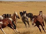 Mustangs on the Saylor Creek HMA, Idaho