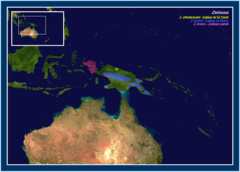 Mapa de distribución de Zaglossus bartoni