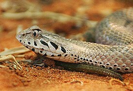 Змея смертельная (Acanthophis antarcticus)