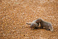 Baby mongooses, in Chennai, India