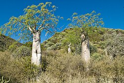 Baobabs at Sarodrano