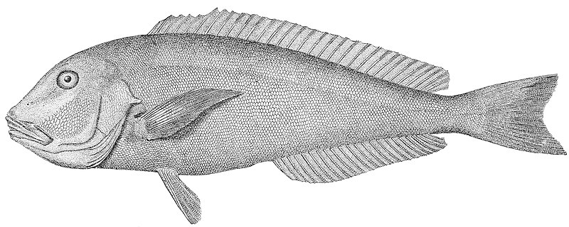 Файл:Caulolatilus microps 2.jpeg