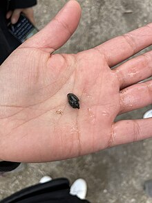 Imagen de un caracol de agua dulce en la mano de un sobservador. Es color marrón oscuro.