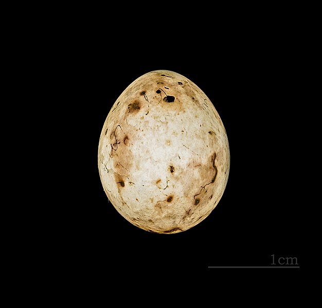 File:Emberiza chrysophrys Egg.jpg