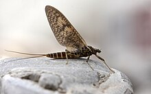 Ephemeroptera 2.jpg