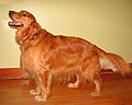 Golden Retriever genotype II