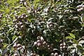 Corymbia, capsules (Fruit)