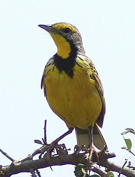 Желтогорлый скворцовый конек (Macronyx croceus)