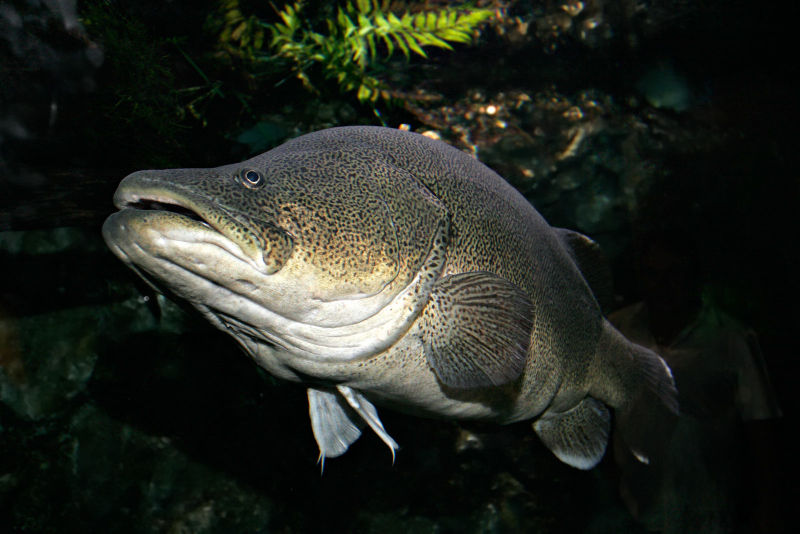 File:Murray cod02 melb aquarium.jpg