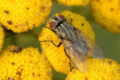 autumnalis female