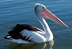 Australian Pelican