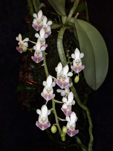 File:Phalaenopsis parishii toapel.jpg