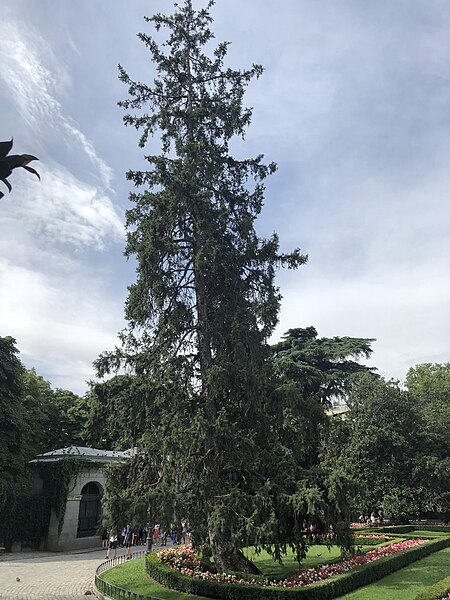 Archivo:Picea del Himalaya.jpg