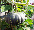 Pumpkin attached to a stalk